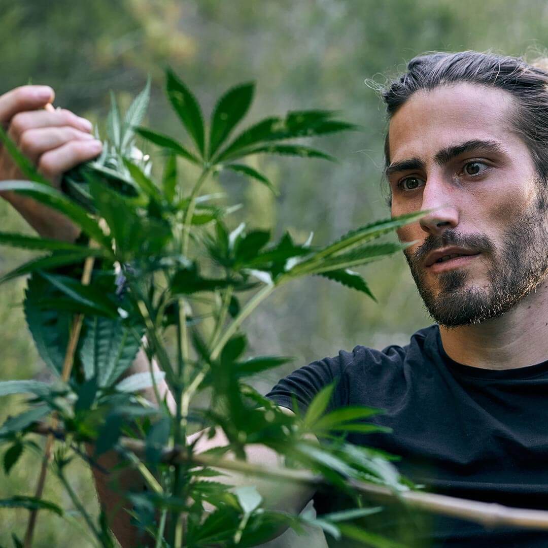 Hirsch Law Group Illinois Criminal Defense - Drug Crime Lawyer in Oak Park, IL - Manufacturing and Cultivation Defense